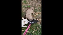 attack