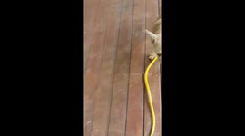 Leaf blower attack