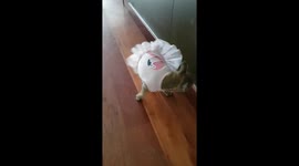 Frenchie Ballerina