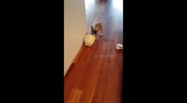 Crazy frenchie