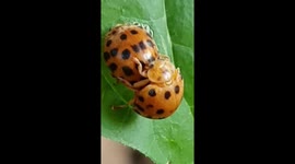 Lady beetles mating