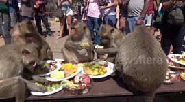 Monkeys have birthday picnic in Thai town