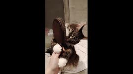 Shaggy cat loves being brushed so much he does it by himself
