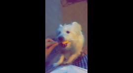 Cute puppy loves orange ice-cream