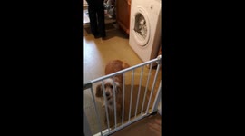 A dog with a bone