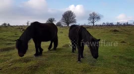 Wild Dartmoor Ponies
