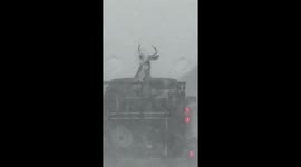 Hilarious 'deer riding ATV' spotted on NY state highway
