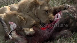 Hungry Lions Devour Waterbuck In Graphic Footage!