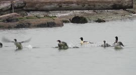 Common mergansers on the Fraser river