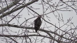 Red tailed hawk and bald eagles in territory dispute