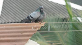 Pair of pigeons have a sweet kiss on a rooftop in India