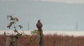 Red Tailed Hawk eats prey off flooded marsh