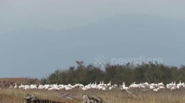 Snowgeese Landing at Iona