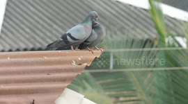 Two Bizers Romantic Bird  Kissing  And Doing There Breeding Process  In Front Of My Camera