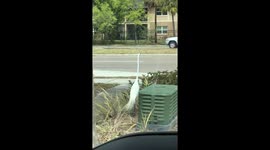 Big bird dancing jazz