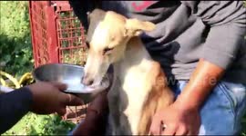 Trapped stray dog rescued after being stuck for 5 days in dry well