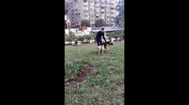 Oscar , German sheperd dog in Egypt