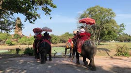 Ayutthaya Elephants walking by the side of a Road