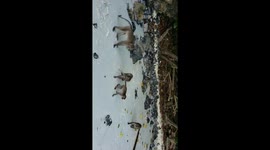 Monkey stealing tourist's belongings