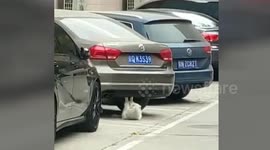 Cat performs sit-ups underneath car