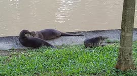 Singapore Urban Otters relaxing along the river