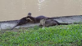 Singapore Urban Otters relaxing by river side within the city