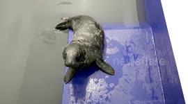Seal pup, named Brian May, recovering after ingesting a plastic bag