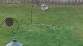 Birds feeding of the bird feeder