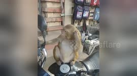 He's so vain! Preening monkey looks at himself in motorcycle wing mirror and likes what he sees
