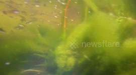 Small Young Tilapia raised in outdoor vessel
