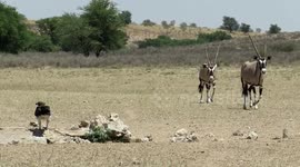 Oryx suddenly gets an unexpected fright when eagle raises its wings