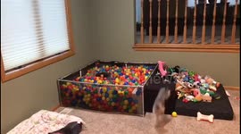 Adorable dogs love their ball pit