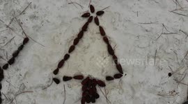 Pine Cone Christmas with drone