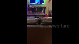 Needy sausage dog dances in anticipation of owner returning