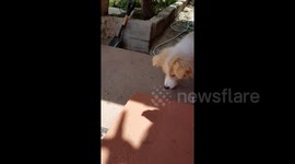 Dog is endlessly amused by owner's shadow hand puppets
