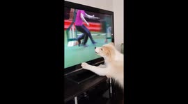 Dog intently watches canine show trials on TV