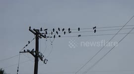Bird on a Wire