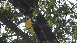Yellow-breasted Chat