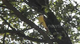 Yellow-breasted Chat on a tree