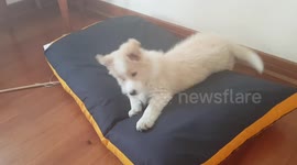 Puppy plays with food and falls
