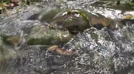 Stream of Water through rocks