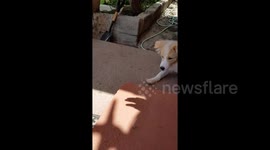 Dog is endlessly amused by owner's shadow hand puppets