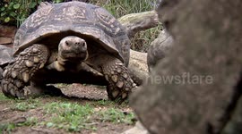 Adorable Moment Captured! Tortoise Plays A Game Of Peekaboo With Cameraman!
