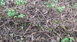 Line of Ants moving Leaves