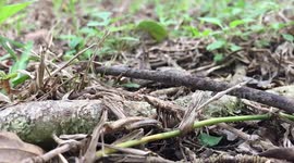 Ants Carrying Food