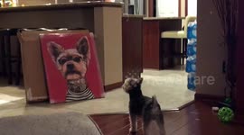 Dog barks and growls at canvas photo of himself