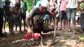 Thirsty king cobra gets drink of water after being rescued from fishnet