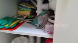 Popcorn the cheeky parrot loves to play 'Peek-a-boo'