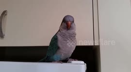 Popcorn the Quaker Parrot talking to Kelly the dog