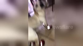 This dog does not like to wear his new shoes